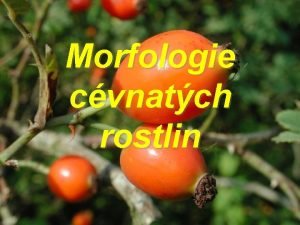 Morfologie cvnatch rostlin Morfologie rzn vymezen a chpn