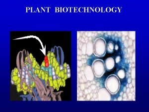 PLANT BIOTECHNOLOGY Plant Tissue Culture The culture and