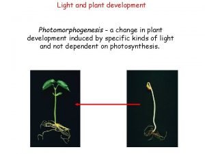 Photomorphogenesis Photomorphogenesis