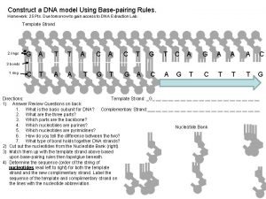 Construct a DNA model Using Basepairing Rules Homework