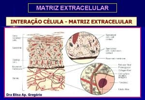 MATRIZ EXTRACELULAR INTERAO CLULA MATRIZ EXTRACELULAR Dra Elisa