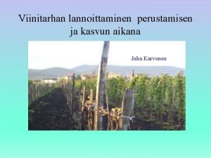 Viinitarhan lannoittaminen perustamisen ja kasvun aikana Juha Karvonen