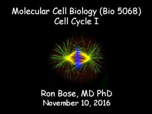 Molecular Cell Biology Bio 5068 Cell Cycle I