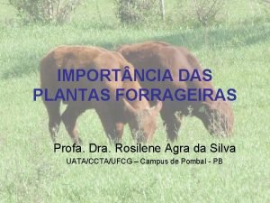 IMPORT NCIA DAS PLANTAS FORRAGEIRAS Profa Dra Rosilene