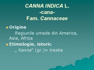 CANNA INDICA L cana Fam Cannaceae u Origine