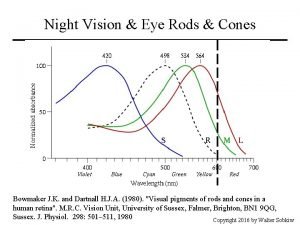 Rods and cones