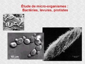 tude de microorganismes Bactries levures protistes 1 Suivi