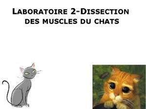 Caudofemoralis muscle