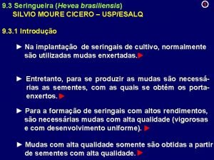 9 3 Seringueira Hevea brasiliensis SILVIO MOURE CICERO
