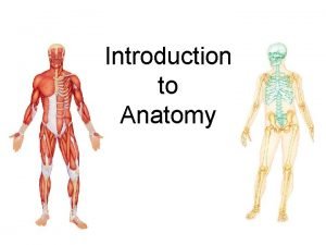 Aristotle anatomy