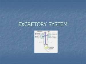 Excretory system def