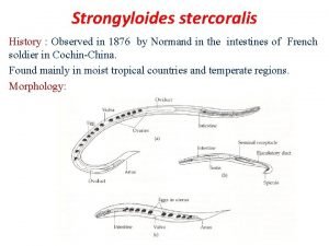 Strogyloides stercoralis