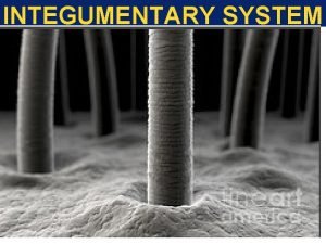 Figure 5-1 the components of the integumentary system