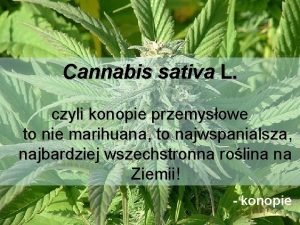 Cannabis sativa L czyli konopie przemysowe to nie