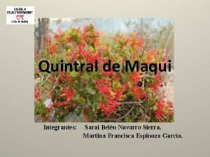 Quintral de maqui