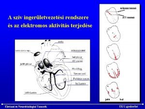 szinuszcsom A szv ingerletvezetsi rendszere s az elektromos