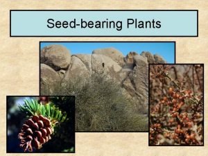 Seedbearing Plants Land Plants fall into two major