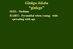 Ginkgo biloba ginkgo SIZE Medium HABIT Pyramidal when