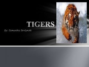 Tigers life cycle