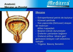 Anatomi Mesane ve Prostat Mesane Extraperitoneal pelvis de