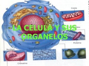 Imagen de la membrana plasmática