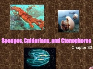 Section 33-1 review porifera answer key