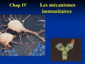 Chap IV Les mcanismes immunitaires PLAN DE LA