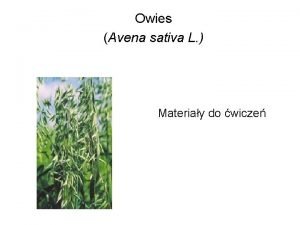 Owies Avena sativa L Materiay do wicze Systematyka