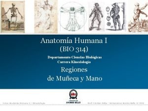 Anatoma Humana I BIO 314 Departamento Ciencias Biolgicas
