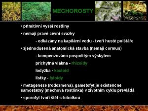 MECHOROSTY primitivn vy rostliny nemaj prav cvn svazky