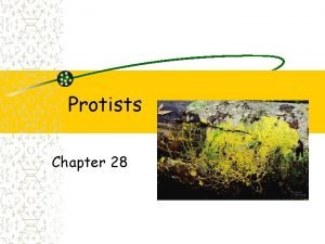 Chapter 28 protists
