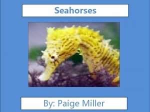 Seahorses By Paige Miller Animal Facts Description Diet