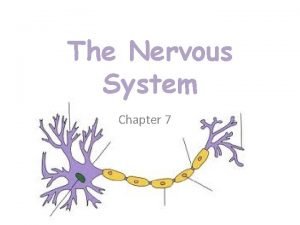 Chapter 7 the nervous system