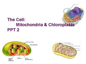 Mitochondria structure and function ppt