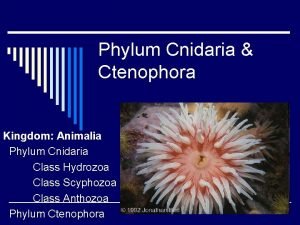 Diagram of phylum cnidaria
