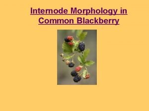 Internode Morphology in Common Blackberry INTRODUCTION Observations Blackberry