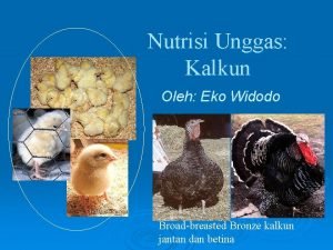 Nutrisi Unggas Kalkun Oleh Eko Widodo Broadbreasted Bronze