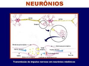 NEURNIOS Bolsa prsinptica Transmisso do impulso nervoso em