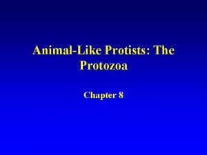 AnimalLike Protists The Protozoa Chapter 8 ea ida