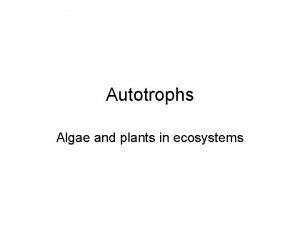 Autotrophs Algae and plants in ecosystems Are bluegreen