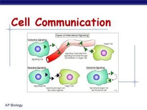 Cell Communication AP Biology Cell to Cell Communication