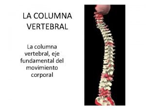 Ligamento transverso columna