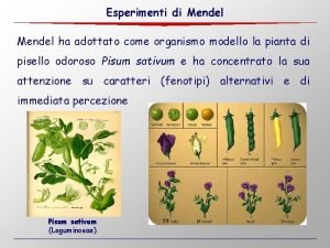 Esperimenti di Mendel ha adottato come organismo modello