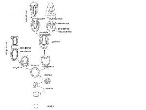 Cnidaria phlivce Charakteristika a vznam Cnidaria Coelentherata Anthozoa