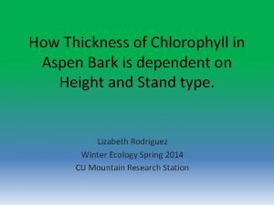 Aspen chlorophyll