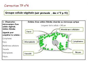 Correction TP n 4 Groupe cellule vgtale voir