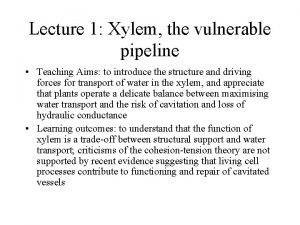 Lecture 1 Xylem the vulnerable pipeline Teaching Aims