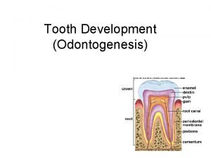 Tooth development