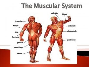 What are the major functions of the muscular system