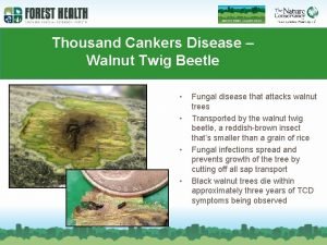 Thousand cankers disease map